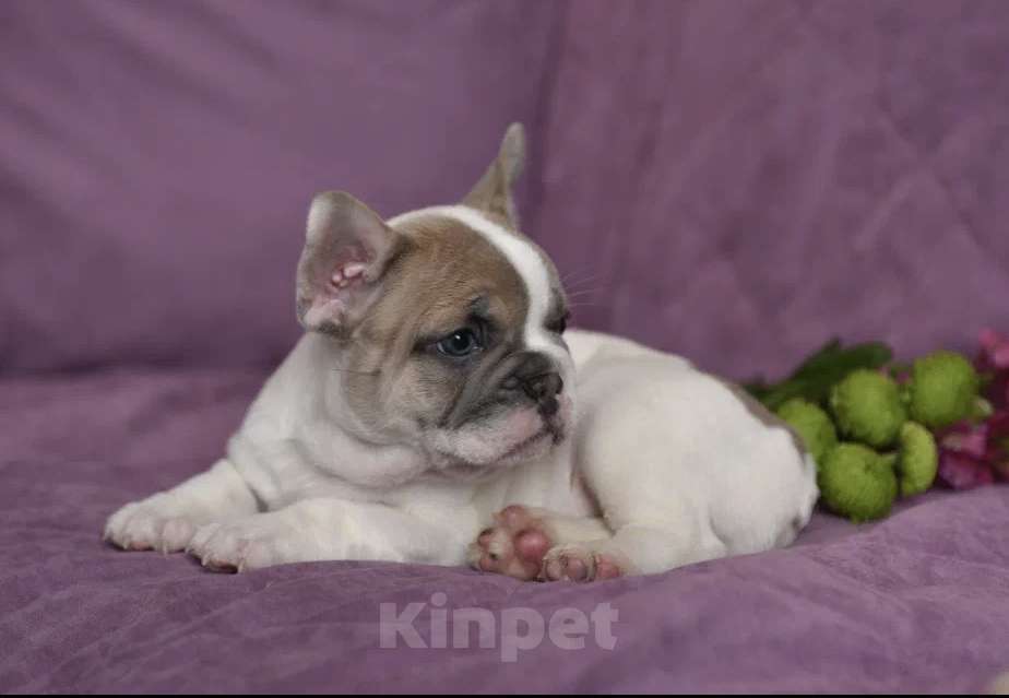 Собаки в других городах Воронежской области: Мальчик французский бульдог  Мальчик, 55 000 руб. - фото 7