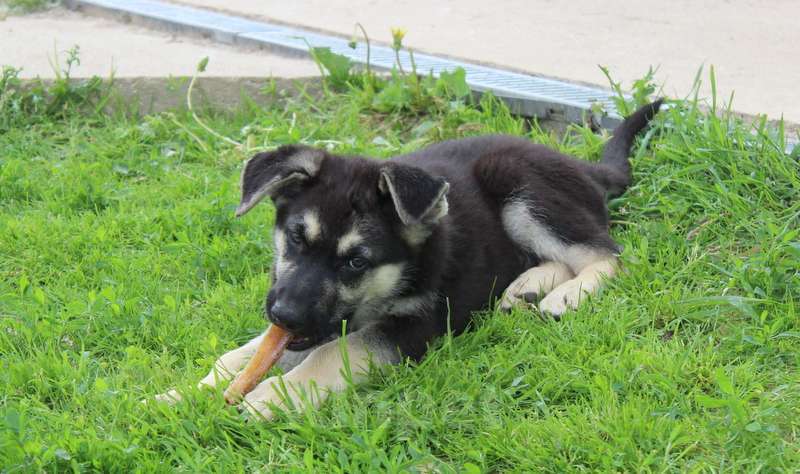 Собаки в Москве: Щенки восточноевропейской овчарки  Девочка, 45 000 руб. - фото 10