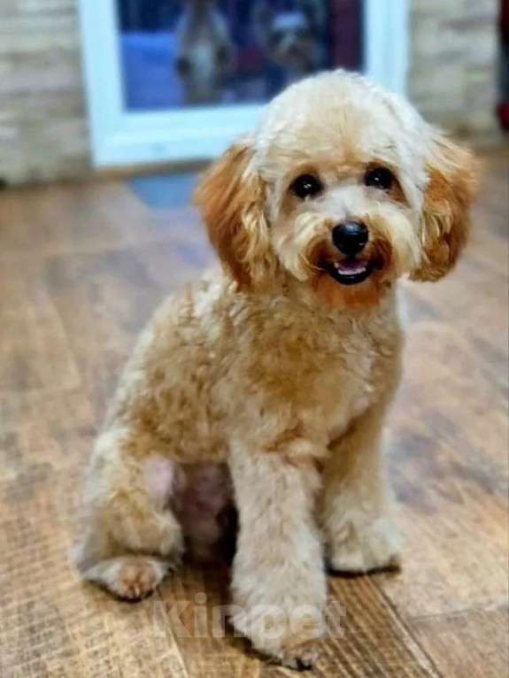Собаки в Москве: Мальчик Тэдди пудель  Мальчик, 60 000 руб. - фото 2