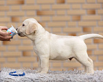 Собаки в других городах Московской области: Палевые щенки Лабрадора от Чемпиона Мира Мальчик, 90 000 руб. - фото 6