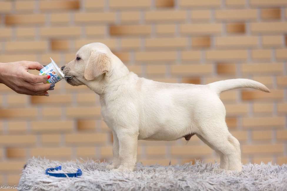 Собаки в других городах Московской области: Палевые щенки Лабрадора от Чемпиона Мира Мальчик, 90 000 руб. - фото 6