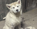 Собаки в Абакане: Щенки Аляскинского маламута Девочка, 20 000 руб. - фото 1