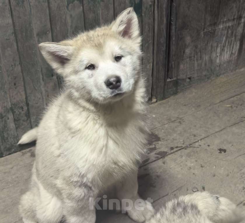 Собаки в Абакане: Щенки Аляскинского маламута Девочка, 20 000 руб. - фото 1
