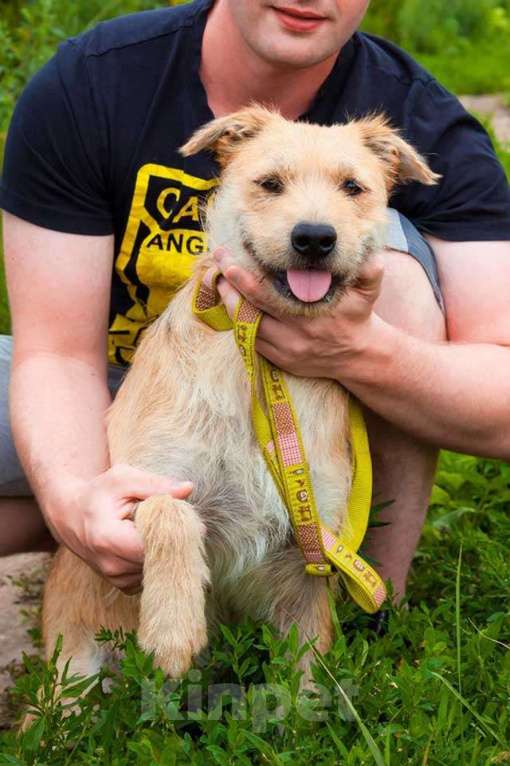 Собаки в Москве: Симпатичный бородатик Вульф всё ещё ждёт своего человека Мальчик, 10 руб. - фото 1