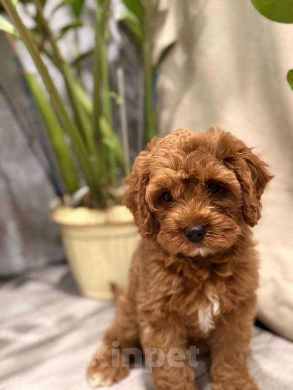 Собаки в Москве: Шикарная девочка кавапу Девочка, Бесплатно - фото 3