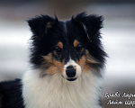 Собаки в Рязани: Большой выбор щенков шелти. Девочка, 80 000 руб. - фото 6