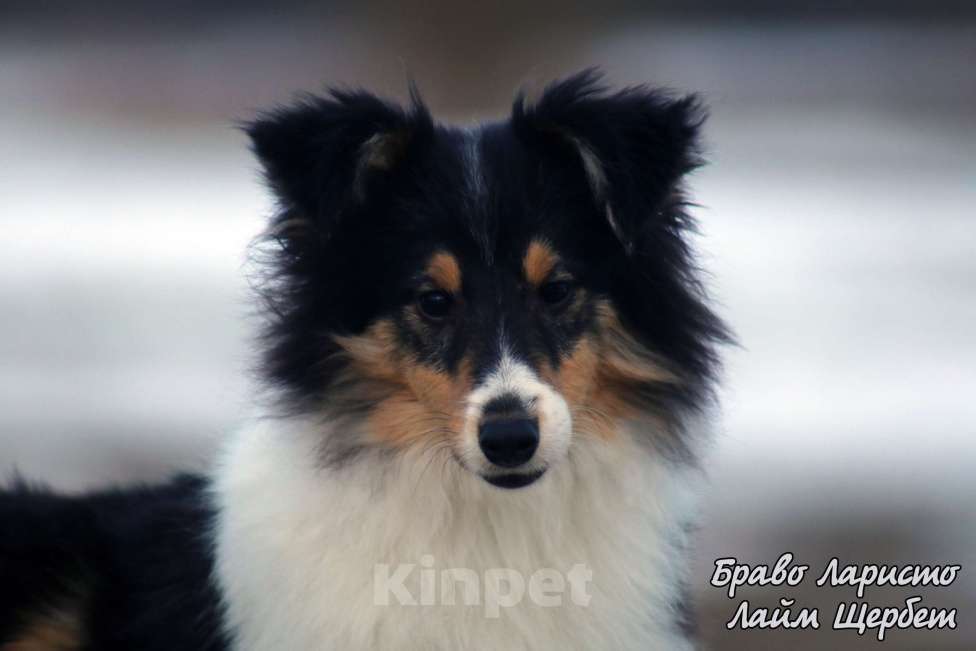 Собаки в Рязани: Большой выбор щенков шелти. Девочка, 80 000 руб. - фото 6