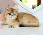 Кошки в Владивостоке: Британский котенок. Шикарная девочка Девочка, 80 000 руб. - фото 1