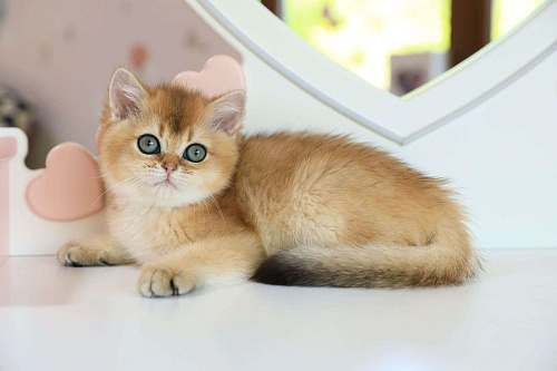 Объявление: Британский котенок. Шикарная девочка, 80 000 руб., Владивосток