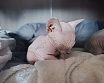 Кошки в Екатеринбурге: Сфинкс Девочка, Бесплатно - фото 2