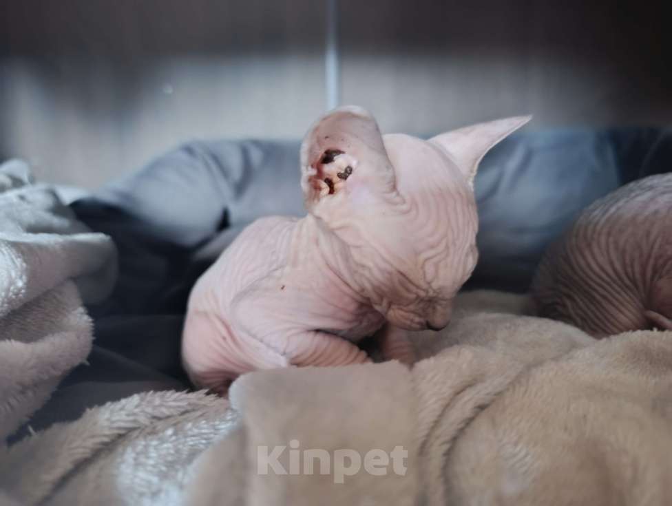 Кошки в Екатеринбурге: Сфинкс Девочка, Бесплатно - фото 2