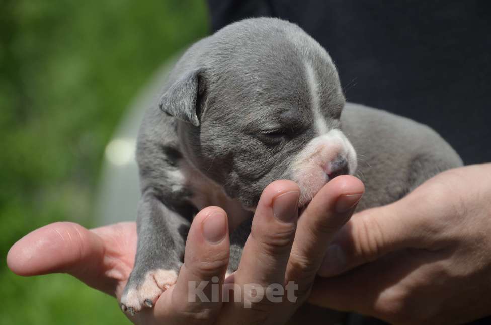 Собаки в Сургуте: американский булли покет  Мальчик, 100 000 руб. - фото 2