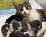 Кошки в Москве: ТРИ КОТА ж - котята в добрые руки Девочка, Бесплатно - фото 4