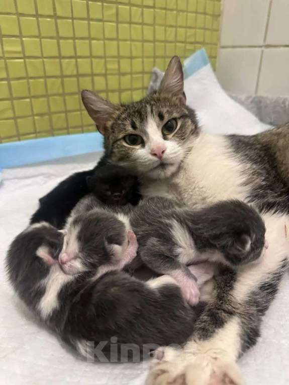Кошки в Москве: ТРИ КОТА ж - котята в добрые руки Девочка, Бесплатно - фото 4
