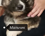 Собаки в Волоколамске: Малыш ищет добрые ручки Мальчик, Бесплатно - фото 4