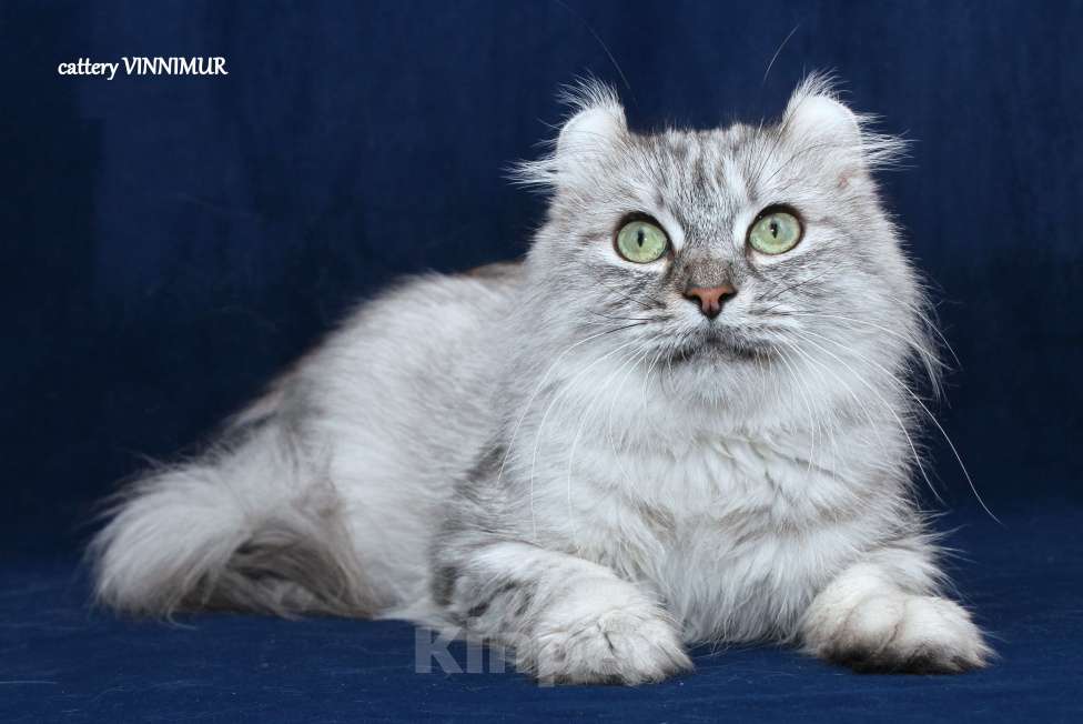 Кошки в Санкт-Петербурге: Американский керл  Девочка, Бесплатно - фото 4