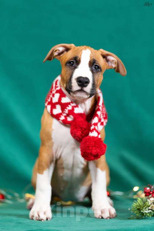 Собаки в Красногорске: Девочка 4  Девочка, 80 000 руб. - фото 1