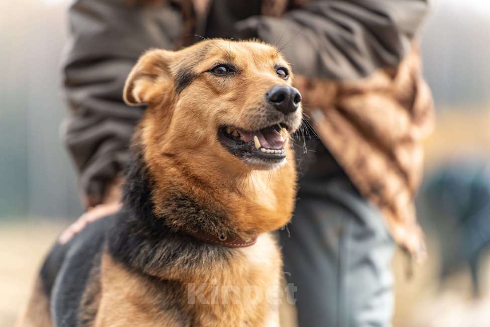 Собаки в Клине: Эрика - замечательная собачка Девочка, Бесплатно - фото 3