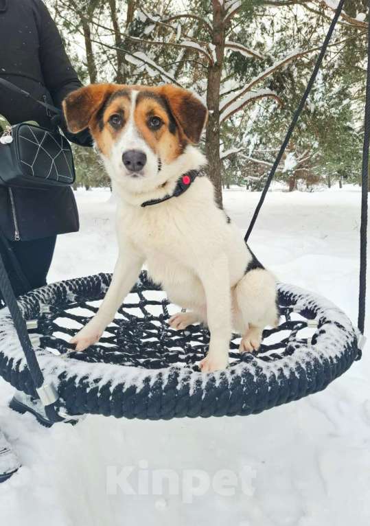 Собаки в Москве: Трехцветный щенок в добрые руки Девочка, Бесплатно - фото 6