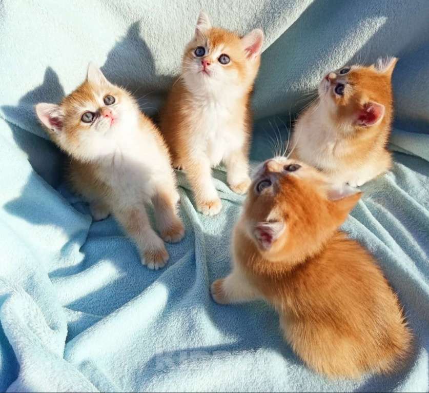 Кошки в Подольске: Золотая британская шиншилла Девочка, 50 000 руб. - фото 6