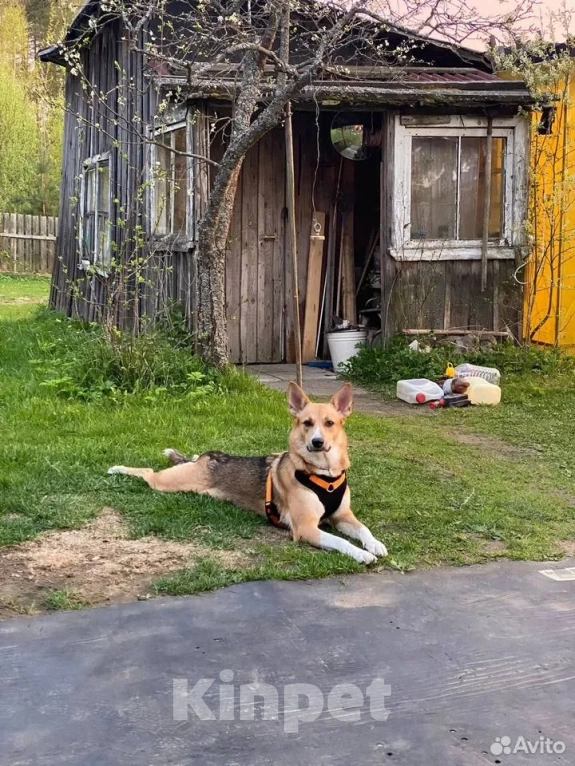 Собаки в Санкт-Петербурге: Собака в добрые руки Девочка, Бесплатно - фото 6