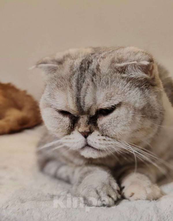 Кошки в Люберцах: Представляем вам очаровательную кошечку Эммочку! Девочка, Бесплатно - фото 5