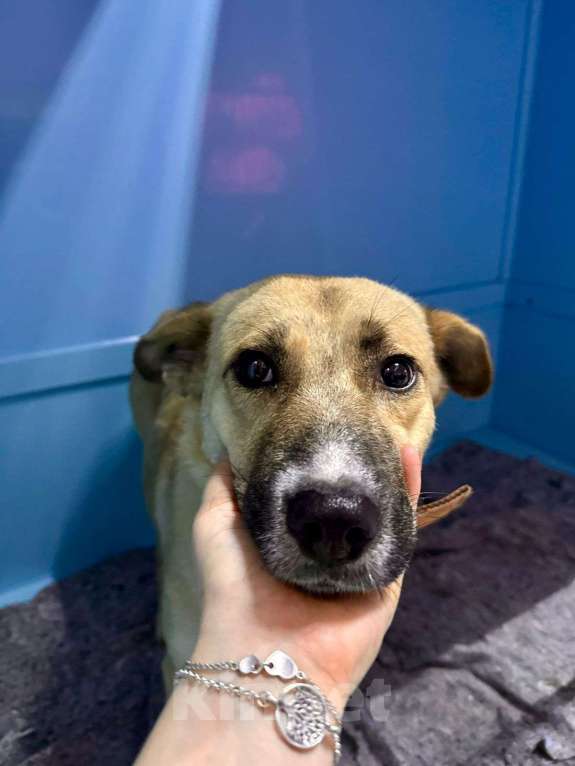 Собаки в Москве: Выпуск в субботу. Самая благодарная собака Девочка, Бесплатно - фото 2