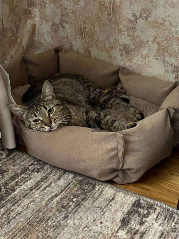 Кошки в Балашихе: Вента Девочка, Бесплатно - фото 8