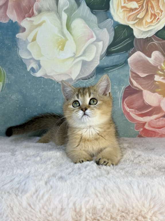 Кошки в Саранске: Прямоухая шотландская девочка золотая шиншилла Девочка, 40 000 руб. - фото 3