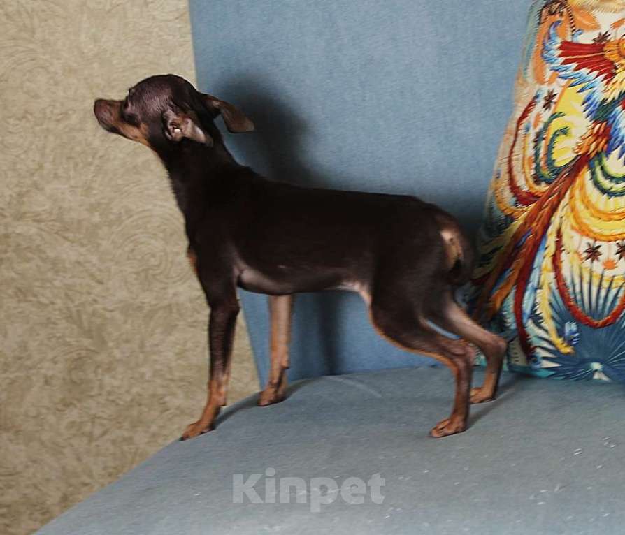 Собаки в Москве: Девочка русский той мини Девочка, 45 000 руб. - фото 2