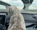 Кошки в Москве: Британка в добрые руки Девочка, Бесплатно - фото 3
