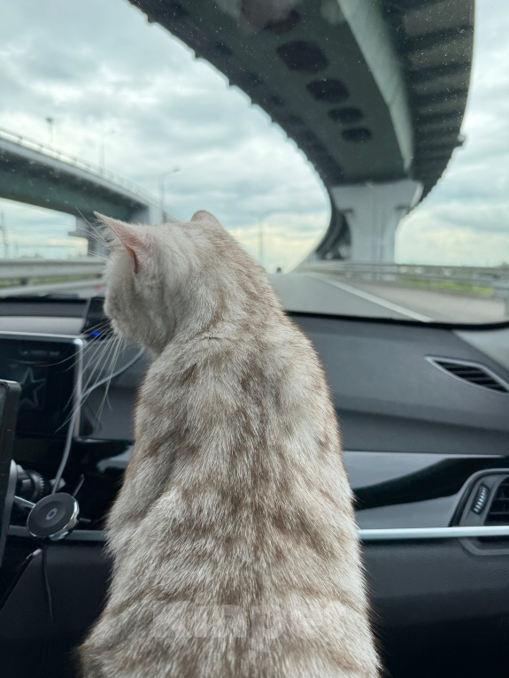 Кошки в Москве: Британка в добрые руки Девочка, Бесплатно - фото 3