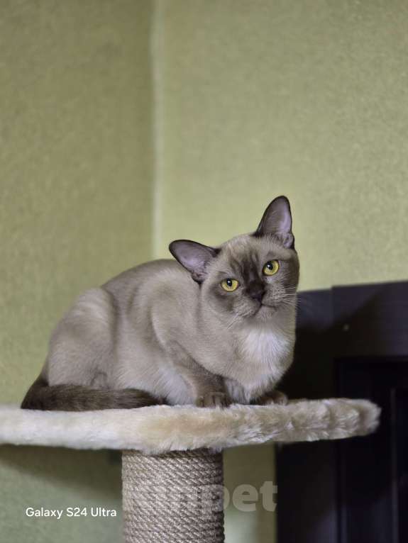 Кошки в Ореховом-Зуево: Бурманский котенок Девочка, 50 000 руб. - фото 1