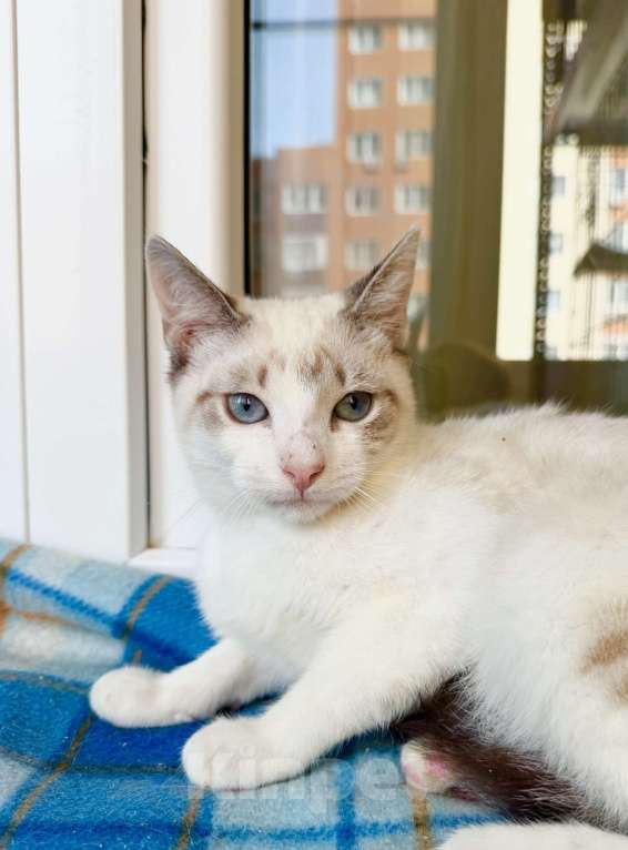 Кошки в Москве: Голубоглазый котенок Айсик в добрые руки Мальчик, Бесплатно - фото 1