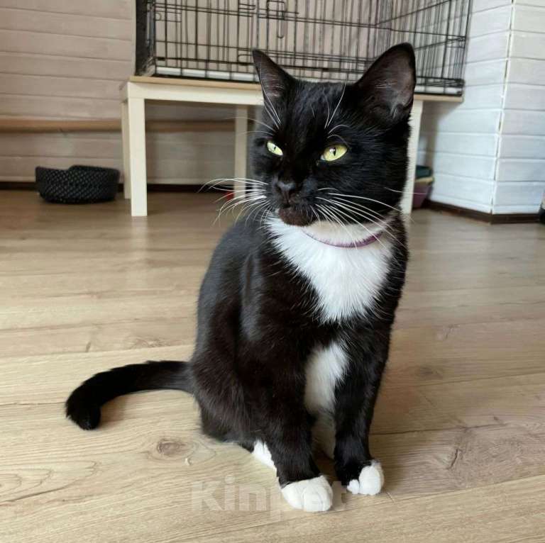 Кошки в Москве: Ласковая кошечка Василиса ищет дом! Почему же ее не забирают? Девочка, Бесплатно - фото 4