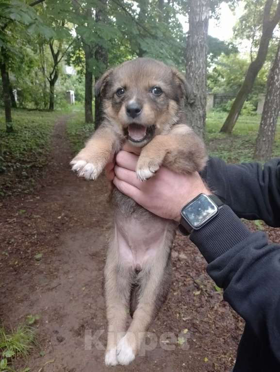 Собаки в Орле: Щенок в добрые руки Девочка, 1 руб. - фото 4