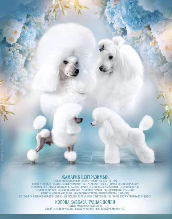 Собаки в Ставрополе: Перспективный щенок той пуделя Мальчик, 85 000 руб. - фото 4