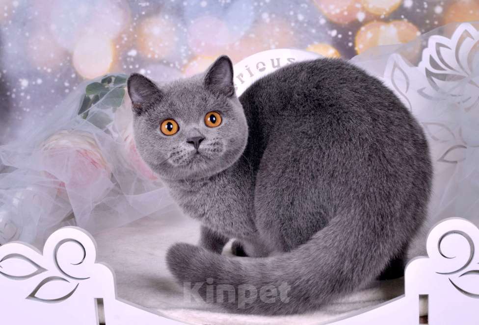 Кошки в Санкт-Петербурге: Британский котик классического голубого окраса Мальчик, 55 000 руб. - фото 2