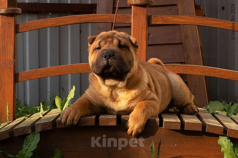 Собаки в Москве: Щенок шарпея Гуго Мальчик, 18 000 руб. - фото 4