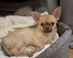 Собаки в Павлово: Мальчик чихуахуа, щенок, с коричневым носиком Мальчик, 20 000 руб. - фото 3