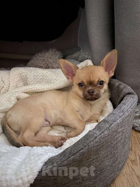 Собаки в Павлово: Мальчик чихуахуа, щенок, с коричневым носиком Мальчик, 20 000 руб. - фото 3