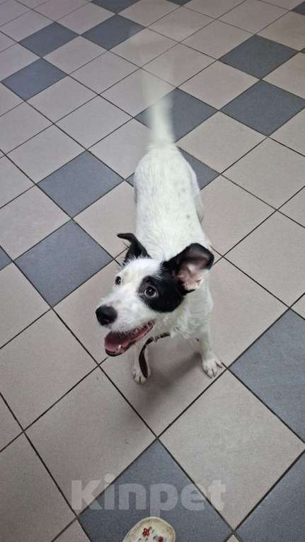 Собаки в Липецке: Малыш Рикки Мальчик, Бесплатно - фото 3