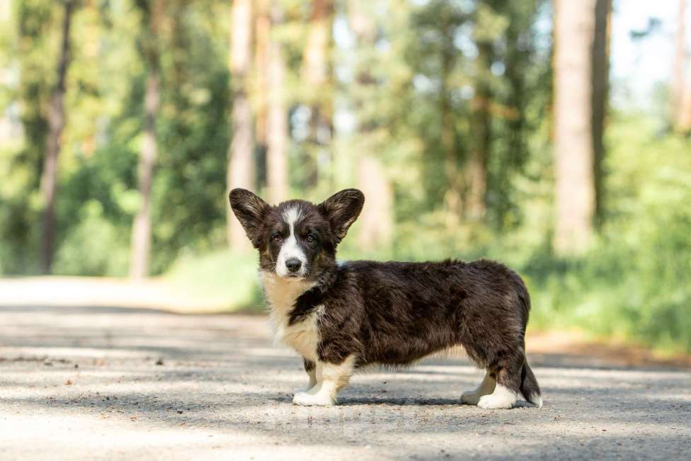Собаки в Москве: Щенок корги Девочка, 50 000 руб. - фото 2