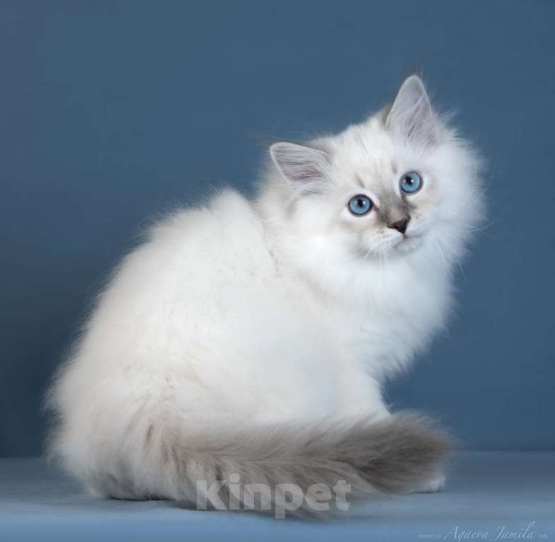 Кошки в Москве: Невский котенок Мальчик, Бесплатно - фото 6