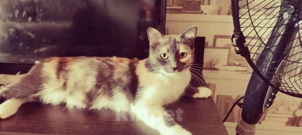 Кошки в Нижнем Новгороде: Кошечка Девочка, Бесплатно - фото 1