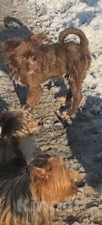 Собаки в Москве: Мальчик шоколадный Мальчик, 1 000 руб. - фото 1