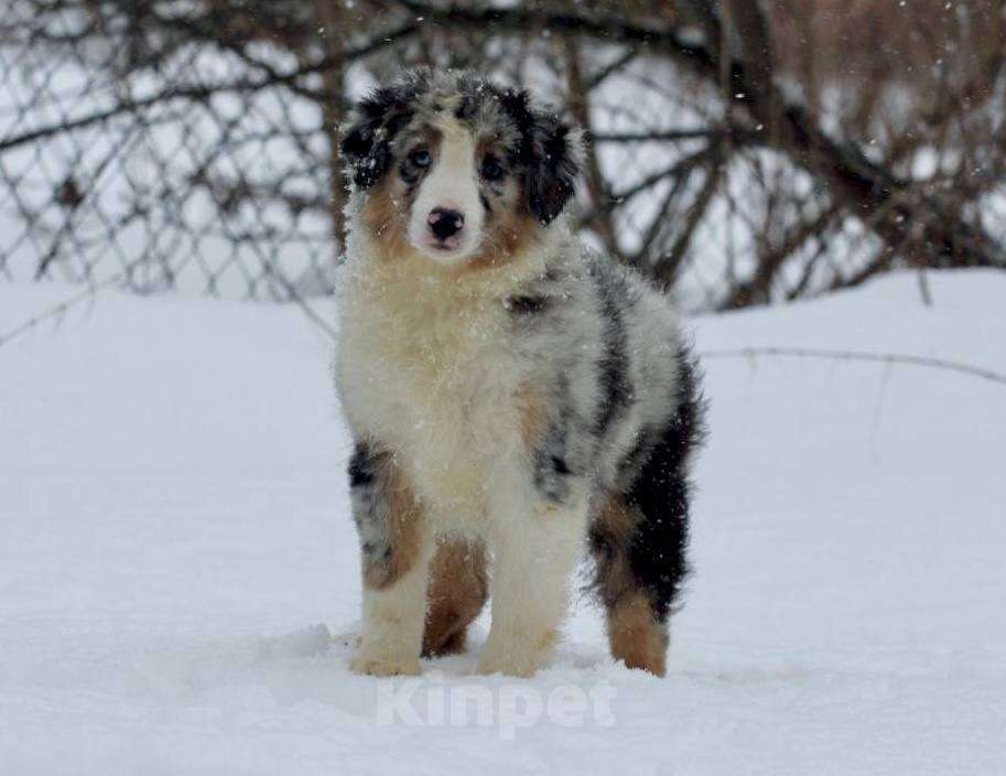 Собаки в других городах Московской области: Мальчик, мини-аусси Мальчик, 80 000 руб. - фото 2