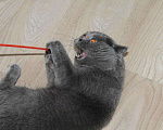 Кошки в Электростали: Вязка с Шотландским прямоухим котом Опытный, 3 000 руб. - фото 2