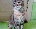Кошки в Арзамасе: Мейн-кун котята, 8 000 руб. - фото 1