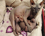Кошки в Ардоне: Котенок Донского сфинкса Мальчик Мальчик, 15 000 руб. - фото 1